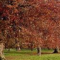 Dublin: Fun at the Phoenix Park