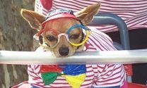 Winner announced: Barcelona dog photo caption contest
