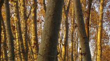 Barcelona: Autumn Colors in Catalonia? Si Senor!
