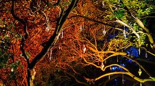London: The Enchanted Woodland offers a wintery escape, Nov 19-Dec 5