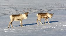Arctic Circle on the Move: A story for the summer solstice