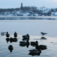 Stockholm_lakeducks