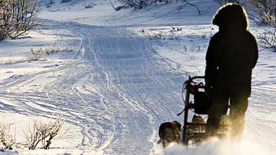 Dogsleddin, dude!