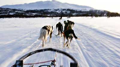 mera hundspann i sverige