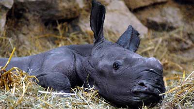 Baby rhino