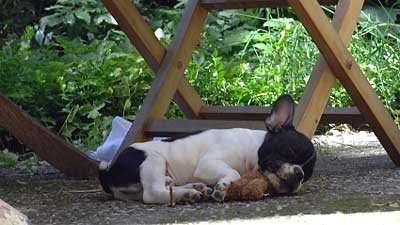 Sleeping dog
