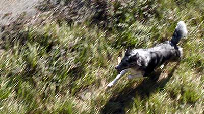 Plume runs