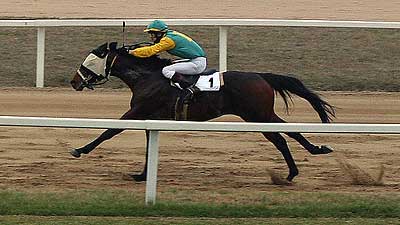 Budapest race horse