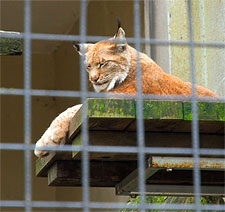 Artis Zoo. Photo by ifranz.