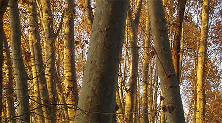 Leaves in in Gallecs, Catalonia. Photo by Horitzons Inesperats.