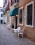 Henry, Venice, Italy