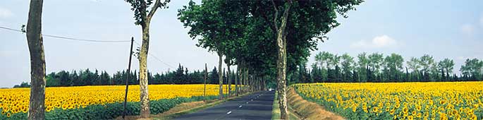 eurocheapo car rentals